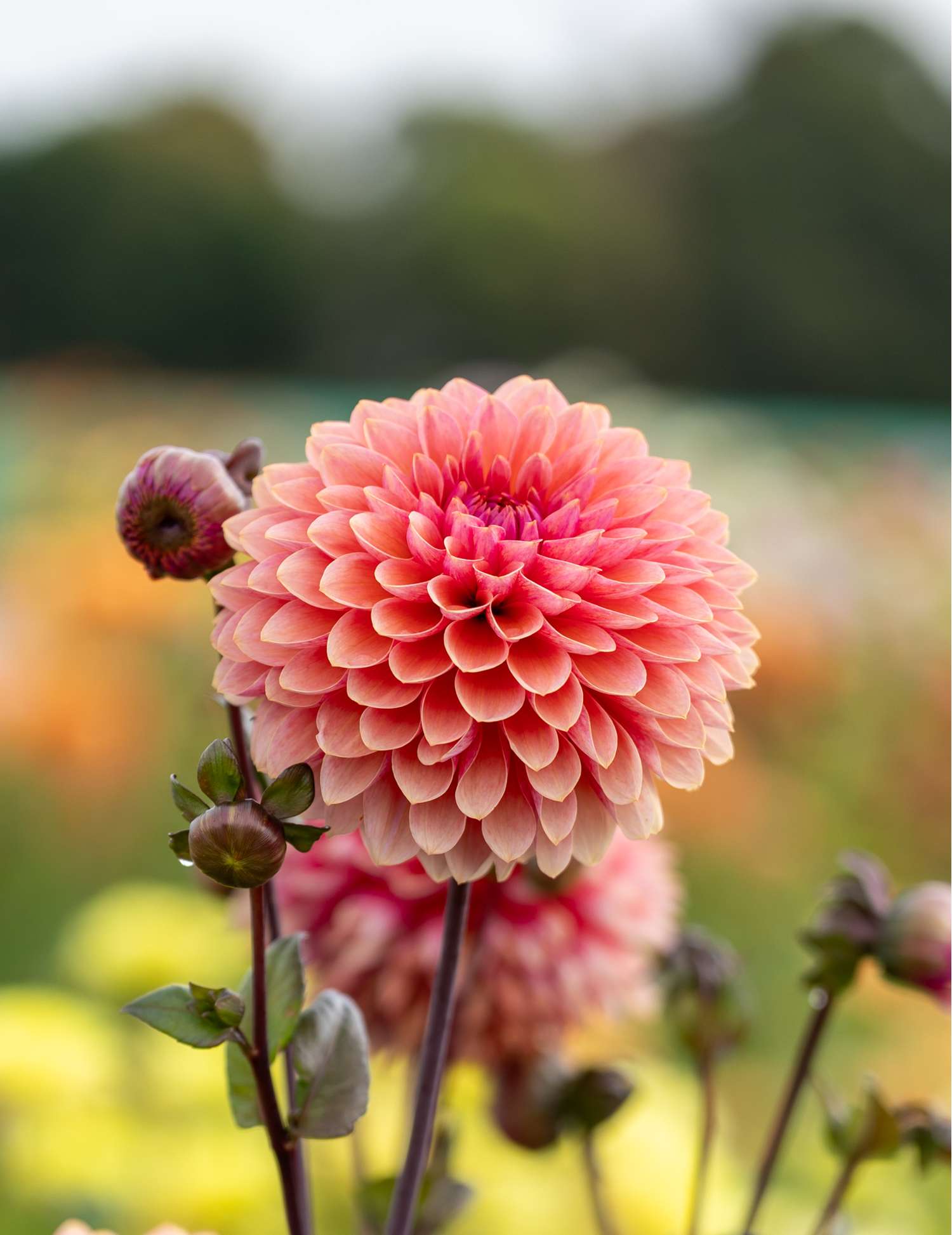 Daalia 'Sweet Sanne'